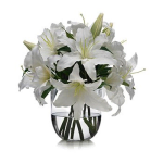 Purest White Lilies