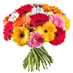 Gerberas Selection