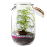 Glass Jar Terrarium Kit
