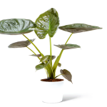 Alocasia Plant Gift