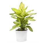 Dieffenbachia Plant Gift