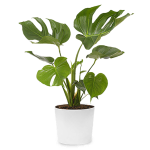 Monstera Plant Gift