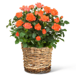 Orange Rose Basket