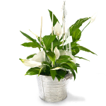 Peace Lily Plant Gift
