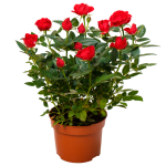 Living Miniature Rose Bush