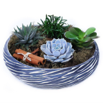 Ceramic Terrarium With Succulents