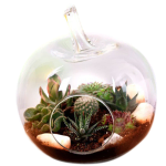 Desert Blooms Glass Terrarium