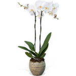 Elegance in Bloom Orchid
