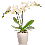 White Orchid