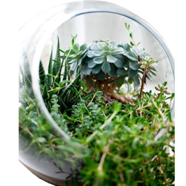 Simply Succulents Assortment