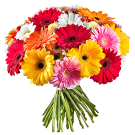 Gerberas Selection