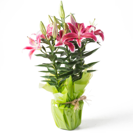 Potted Lilies