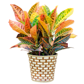 Florists Favorites Potted Plant