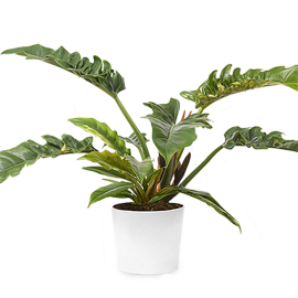 Philodendron Plant Gift