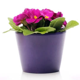 Dealers Choice Blooming Plant