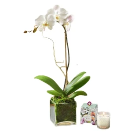 Delicate Orchid