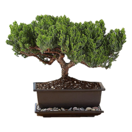 Beautiful Bonsai