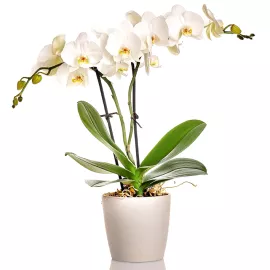 Brilliant Living Orchid