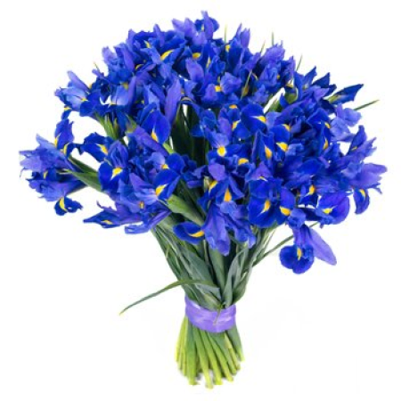 Intensity of Iris Flower Arrangement