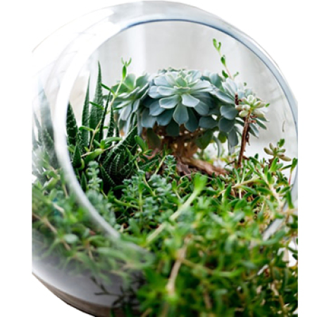 Simply Succulents Assortment