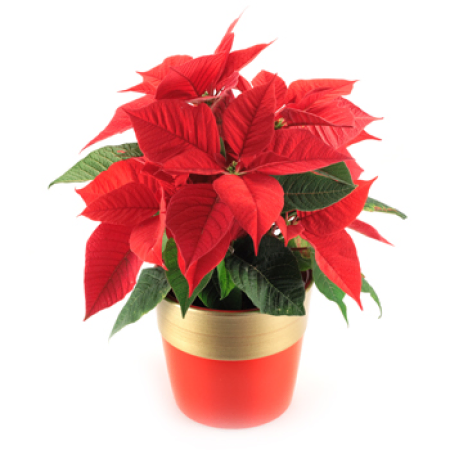 Poinsettia Plant