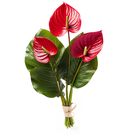 Red Anthurium Bouquet
