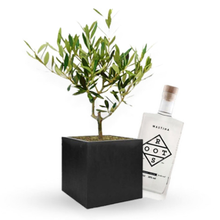 Tranquil Mini Olive Tree