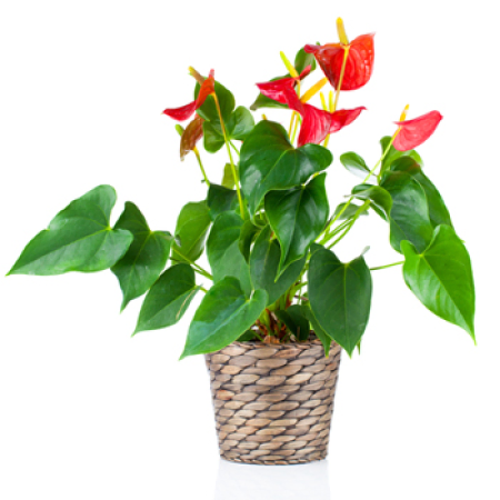 Red Flamingo Flower Planter