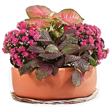 Flora and Foliage Planter