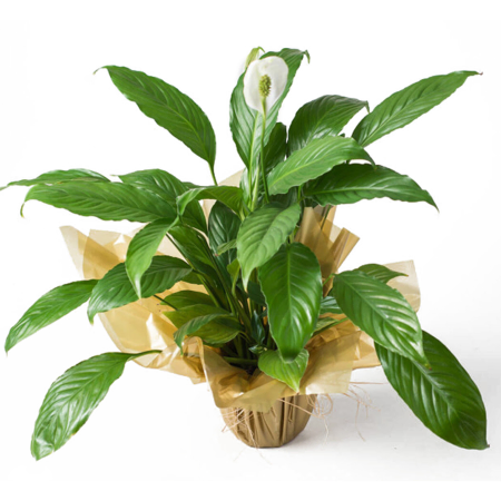 Potted Peace Lily