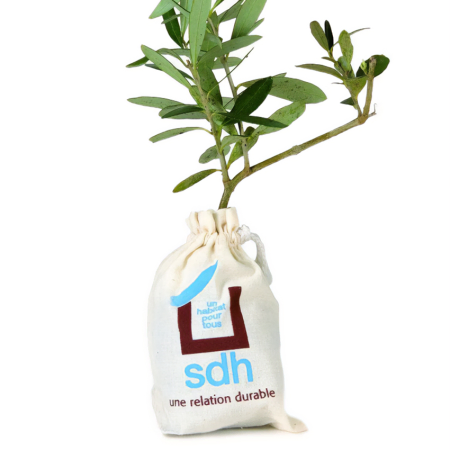 Eco-Friendly Olive Plant