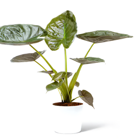Alocasia Plant Gift