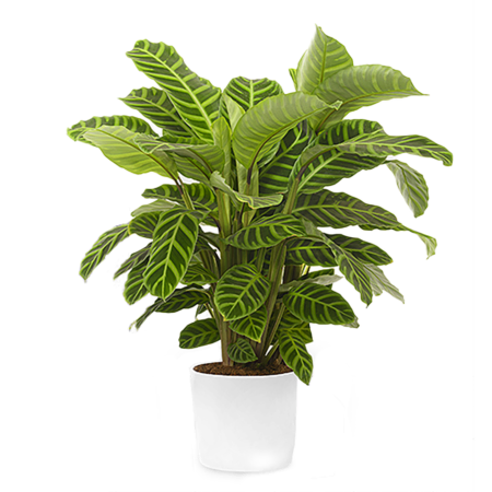 Calathea Plant Gift