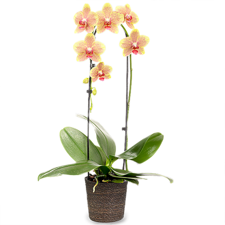 Yellow Orchid and Seagrass Pot