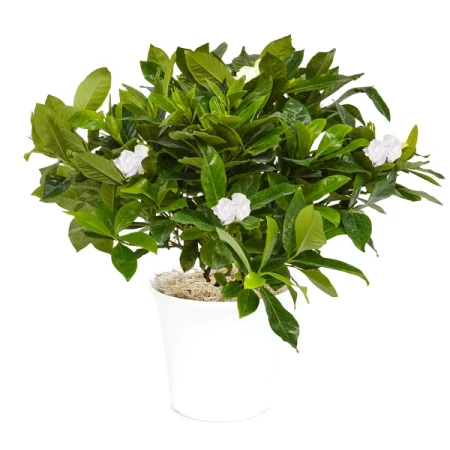 Graceful Gardenia