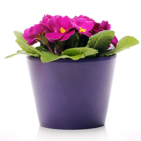 Dealers Choice Blooming Plant
