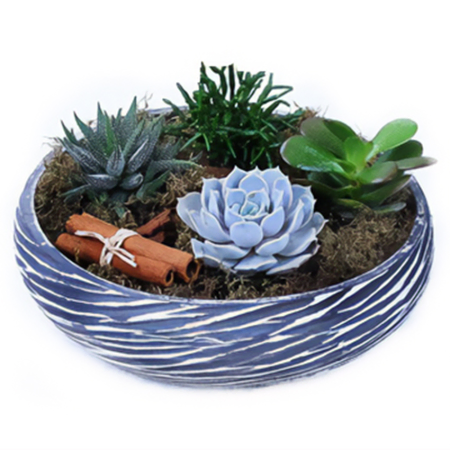Ceramic Terrarium With Succulents