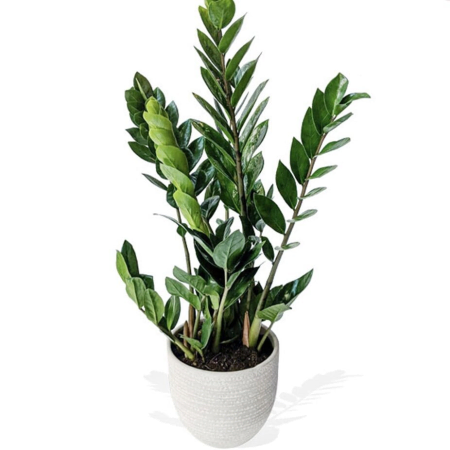 Green Prosperity Zamioculcas Zamiifolia