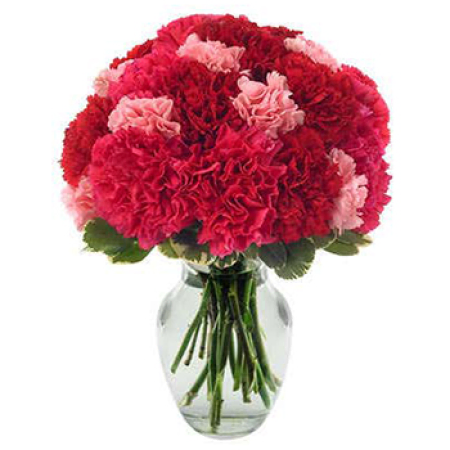 Hot Carnations